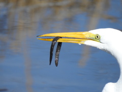 Anguilla rostrata