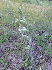 Silene scouleri pringlei