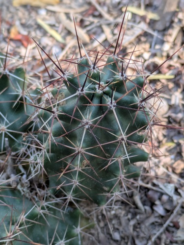 Allicoche Hedgehog Cactus (Echinocereus papillosus)