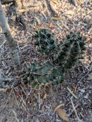 Echinocereus papillosus