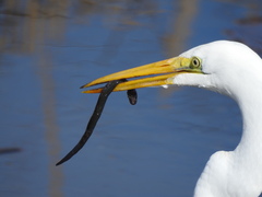 Anguilla rostrata