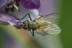 Thricops semicinereus