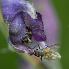 Thricops semicinereus