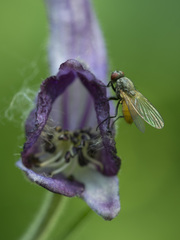 Thricops semicinereus