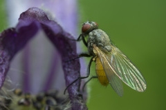 Thricops semicinereus