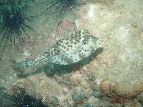 lognosed boxfish