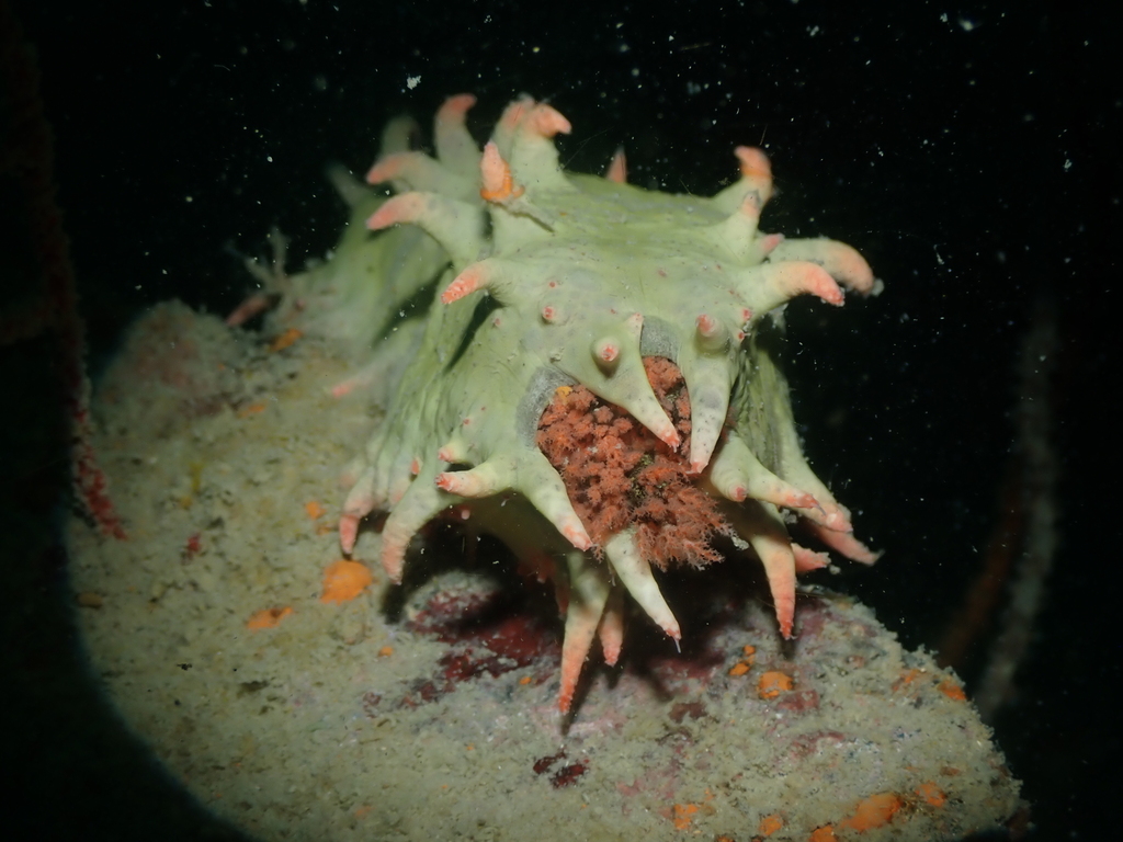 Four-seded Sea Cucumber