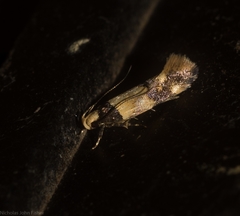 Macrobathra hamaxitodes