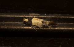 Macrobathra hamaxitodes