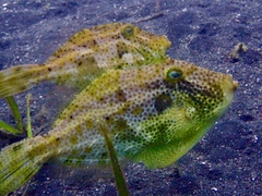 Pseudomonacanthus macrurus