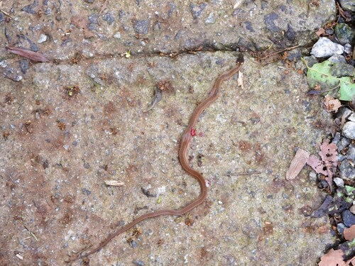 Dibernardia bilineata