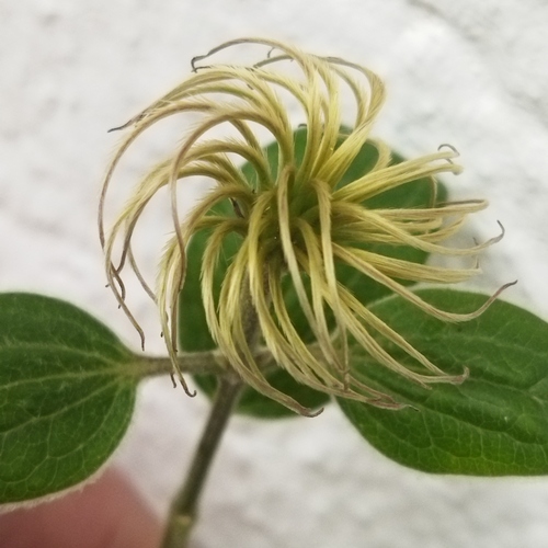 Italian Clematis (Clematis viticella)