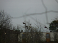 Anas fulvigula maculosa