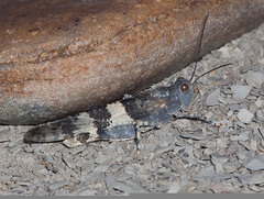 Trimerotropis latifasciata