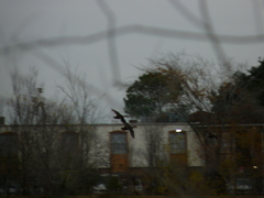 Anas fulvigula maculosa