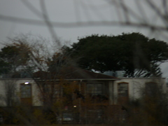 Anas fulvigula maculosa