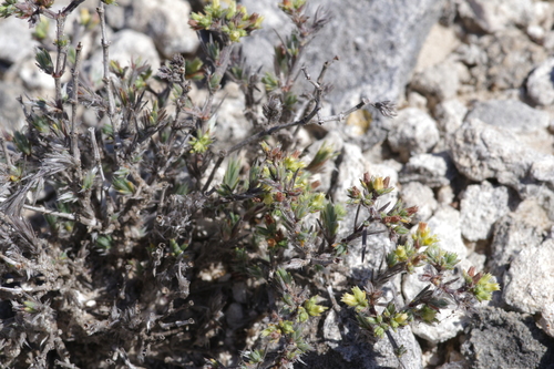 Bushy Nailwort (Paronychia congesta)
