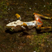 Amphibian Chytrid - Photo (c) Brian Gratwicke, some rights reserved (CC BY)