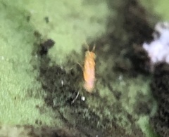 Aphelinidae