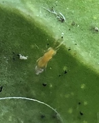 Aphelinidae