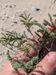 Pomaria austrotexana, photograph (c) Eric Knight, some rights reserved (CC BY)