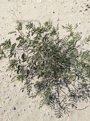 Pomaria austrotexana, photograph 5