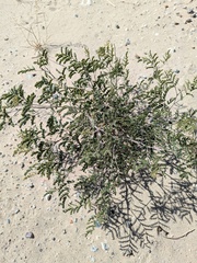 Pomaria austrotexana, photograph (c) Eric Knight, some rights reserved (CC BY)