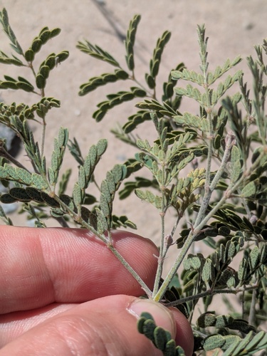 Pomaria austrotexana, photograph 3