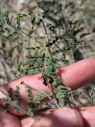 Pomaria austrotexana, photograph 1