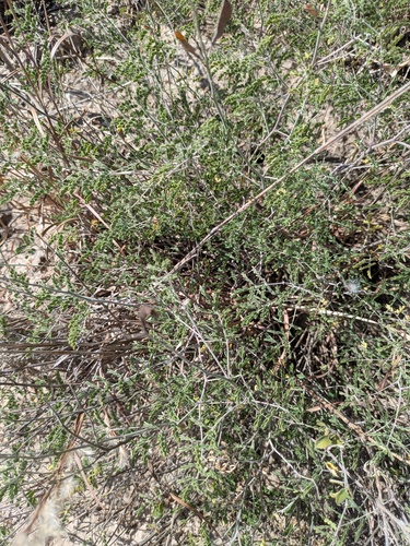 Pomaria austrotexana, photograph 2