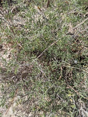 Pomaria austrotexana, photograph (c) Eric Knight, some rights reserved (CC BY)