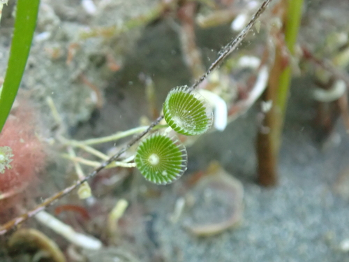Parvocaulis parvulus observed 2025-10-30