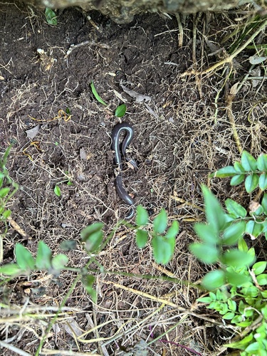 Woodland Blind Snake sighting