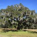 Quercus virginiana - Photo (c) Sharleen,  זכויות יוצרים חלקיות (CC BY-NC), הועלה על ידי Sharleen