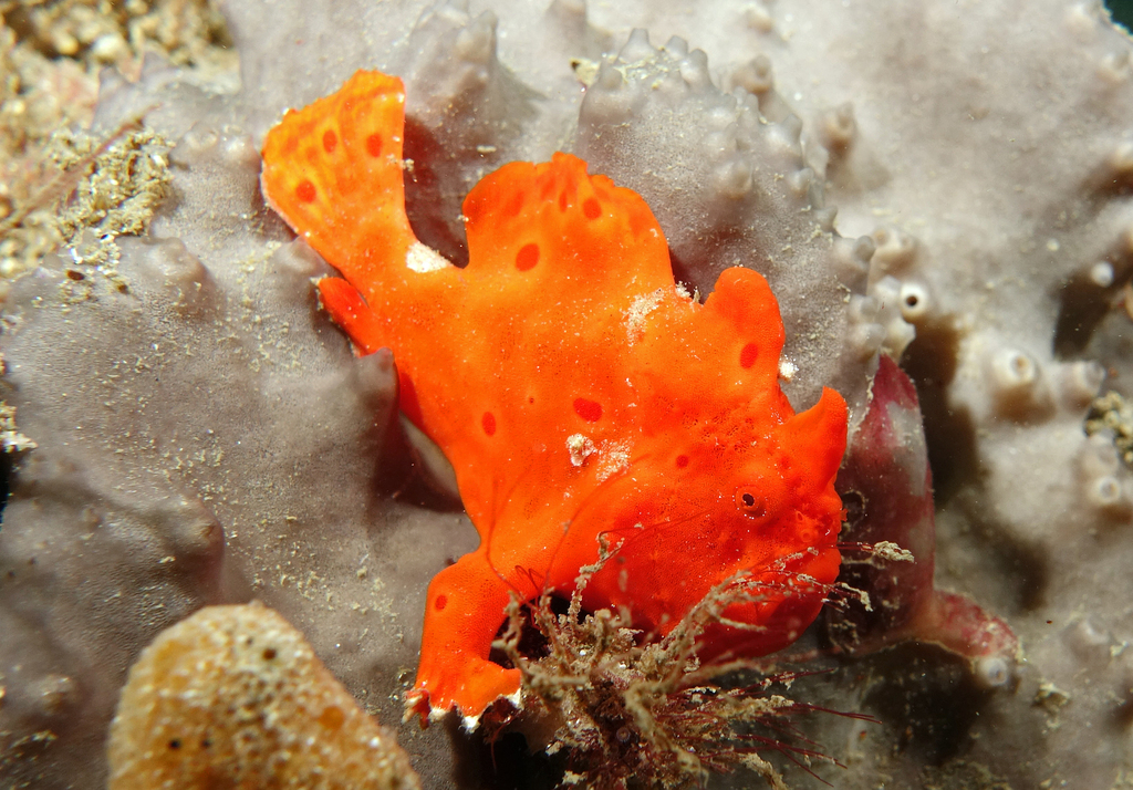 Frogfish
