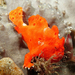Painted Frogfish - Photo (c) Marine Explorer (Dr John Turnbull), some rights reserved (CC BY-NC-SA)