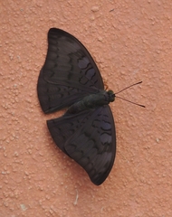 Tanaecia jahnu