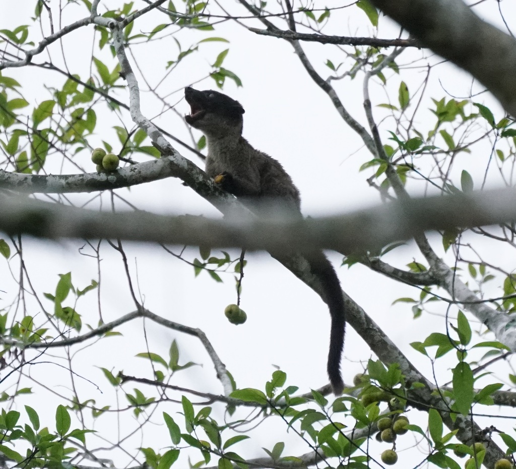 Small-toothed Palm Civet