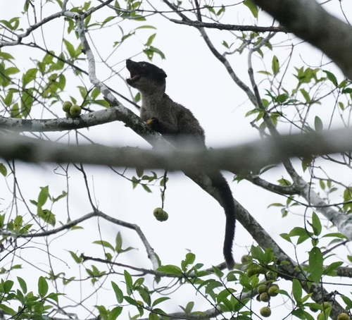 Small-toothed Palm Civet (Arctogalidia trivirgata)