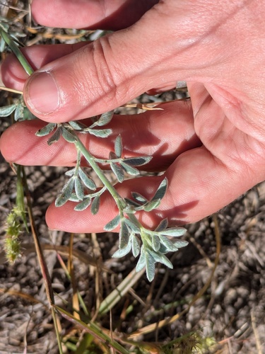 Cecilia's Dalea (Dalea ceciliana)