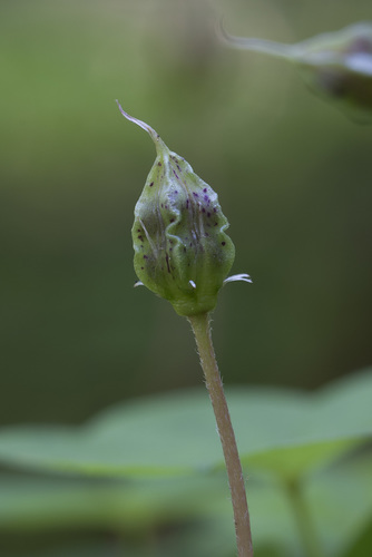 Paprastasis kiškiakopūstis nuotrauka