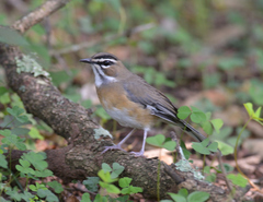 Cercotrichas quadrivirgata