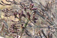 Magnoliopsida