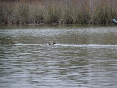 Anas fulvigula maculosa