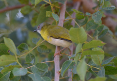 Apalis flavida