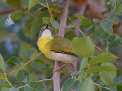 Apalis flavida