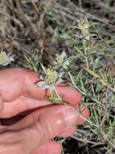 Texas Sandsheet Beebalm (Monarda fruticulosa)