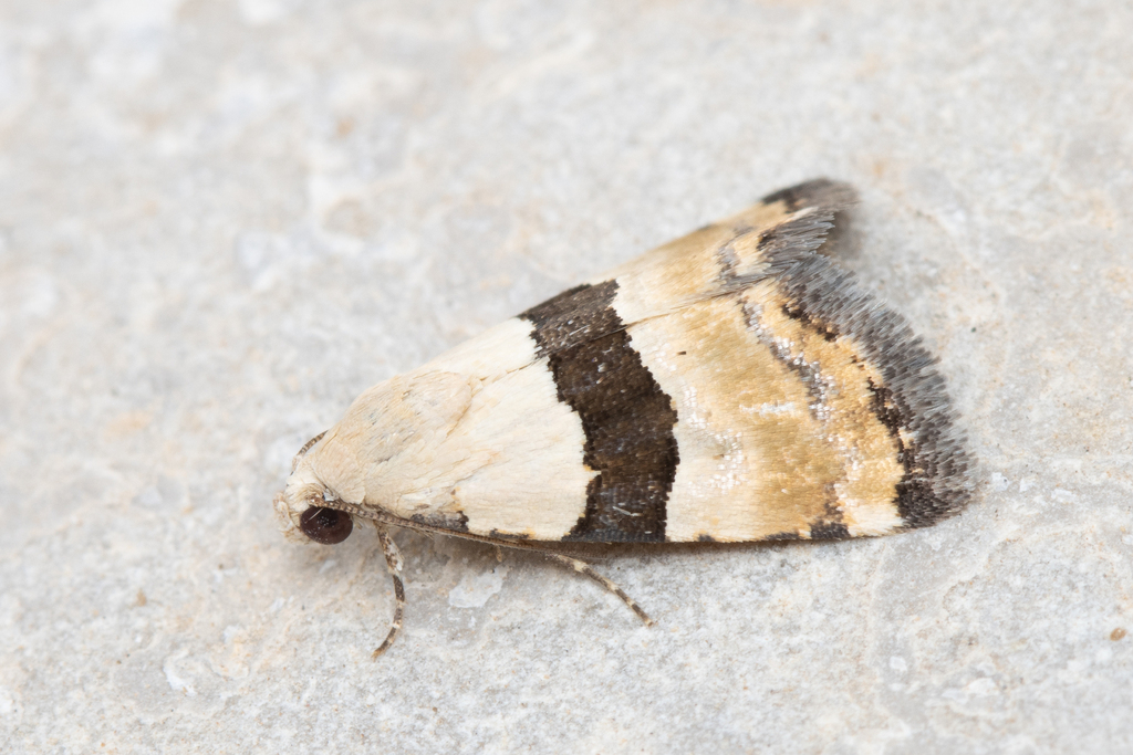 Pseudozarba mesozona