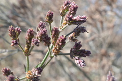 Magnoliopsida