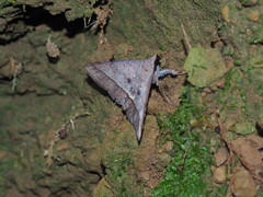 Hypospila bolinoides